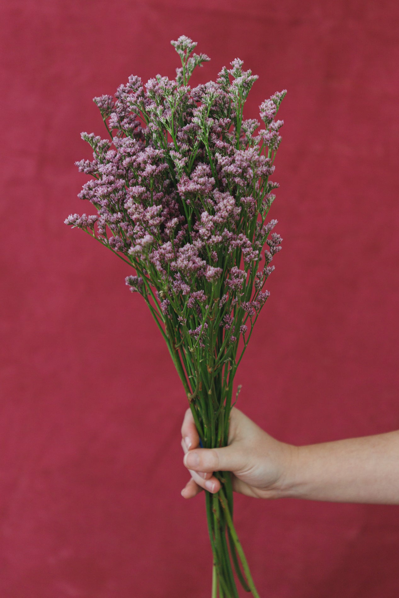 Hand holding a bouquet of purple flowers against a red background